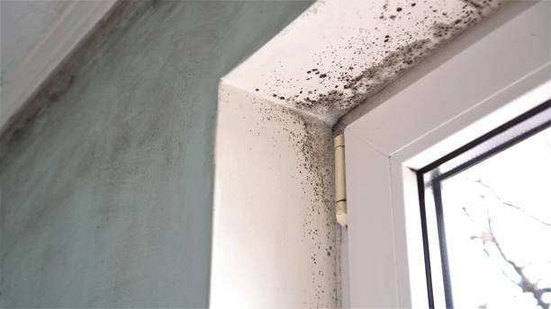 Best Emergency Mold Remediation in Bethany, OK