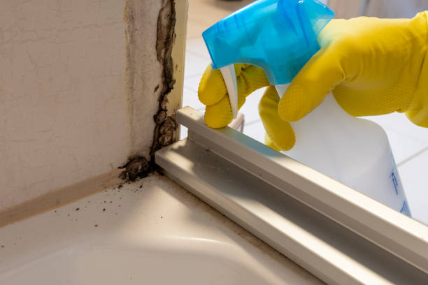 Best DIY Mold Remediation Support Services in Bethany, OK