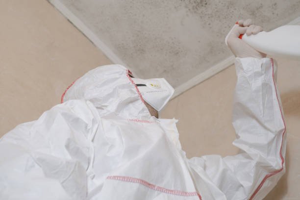 Best White Mold Remediation in Bethany, OK