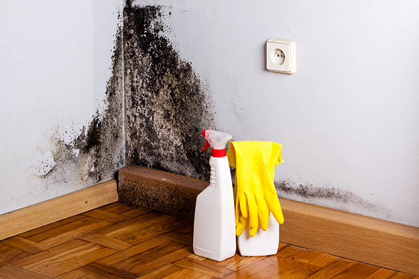 Best Insurance-Related Mold Remediation in Bethany, OK